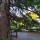 Albero monumentale -cedro il guerriero di parco di villa GHIGI